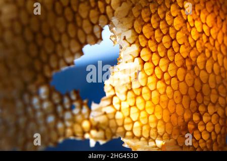 Honigkamm. Stockfoto