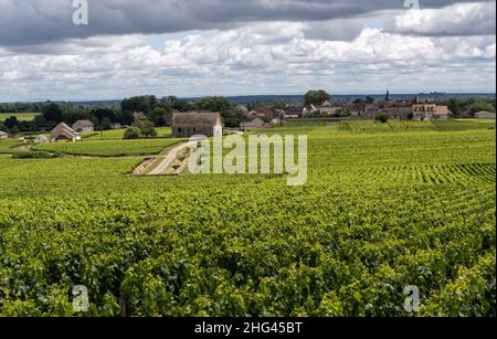 Weinberge in der Nähe von Dorf Montrachet in Burgund, und frams mit Wolken am Himmel, Frankreich. Stockfoto