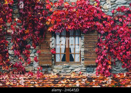 Fenster mit hölzernen Fensterläden eines französischen Landhauses mit Steinwänden und roten Efeu-Blättern, die die Fassade im Herbst bedecken Stockfoto