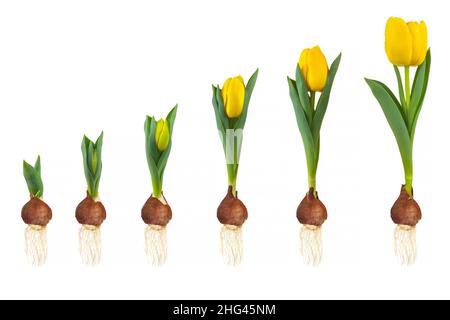 Wachstumsphasen einer gelben Tulpe von der Blumenzwiebel bis zur blühenden Blume isoliert auf weißem Hintergrund Stockfoto