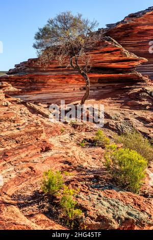 Einsamer Baum, der im geschichteten Tumblagooda-Sandstein des Kalevi-Nationalparks in Westaustralien wächst Stockfoto