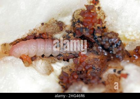 Raupe der Apfelschnecke - Cydia pomonella in einem Apfel. Große Schädlinge in landwirtschaftlichen Nutzpflanzen, vor allem Früchte wie Äpfel und Birnen in Obstgärten. Stockfoto