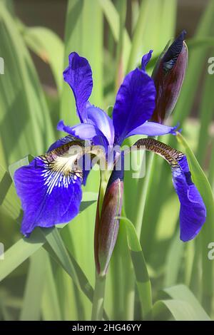 Nahaufnahme der Blume einer Sibirischen Iris, Iris Sibirica Stockfoto