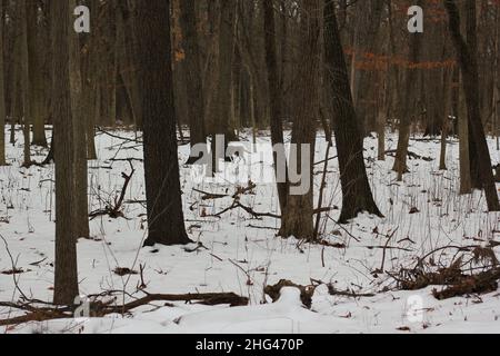 Ein wilder Kojote, der an einem kalten Wintertag in der Wildnis durch den Wald läuft. Stockfoto
