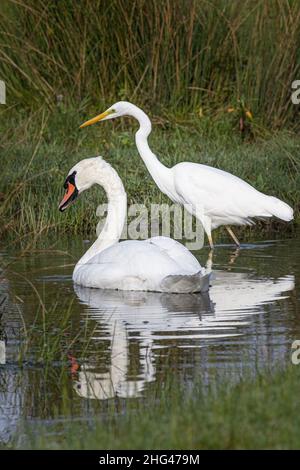 Les oiseaux de la baie de Somme, Grande aigrette, Spatel, Echasses Blanches, Kormorane, aigrettes-Garzetten Stockfoto