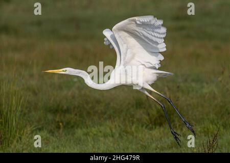 Les oiseaux de la baie de Somme, Grande aigrette, Spatel, Echasses Blanches, Kormorane, aigrettes-Garzetten Stockfoto