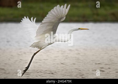 Les oiseaux de la baie de Somme, Grande aigrette, Spatel, Echasses Blanches, Kormorane, aigrettes-Garzetten Stockfoto