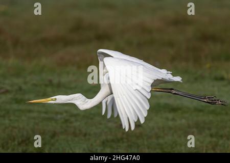 Les oiseaux de la baie de Somme, Grande aigrette, Spatel, Echasses Blanches, Kormorane, aigrettes-Garzetten Stockfoto