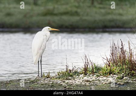 Les oiseaux de la baie de Somme, Grande aigrette, Spatel, Echasses Blanches, Kormorane, aigrettes-Garzetten Stockfoto