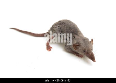 Asiatische Hausspitzmaus oder braune Moschusspitzmaus. Suncus murinus isoliert auf weißem Hintergrund Stockfoto