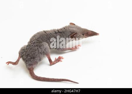 Asiatische Hausspitzmaus oder braune Moschusspitzmaus. Suncus murinus isoliert auf weißem Hintergrund Stockfoto
