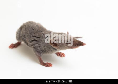 Asiatische Hausspitzmaus oder braune Moschusspitzmaus. Suncus murinus isoliert auf weißem Hintergrund Stockfoto