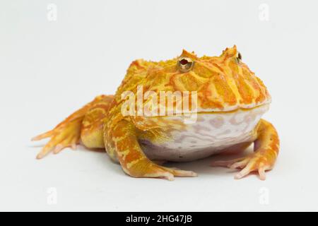 PAC Mann Frosch Albino Erdbeere isoliert auf weißem Hintergrund Stockfoto