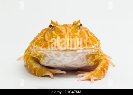 PAC Mann Frosch Albino Erdbeere isoliert auf weißem Hintergrund Stockfoto