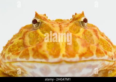 PAC Mann Frosch Albino Erdbeere isoliert auf weißem Hintergrund Stockfoto