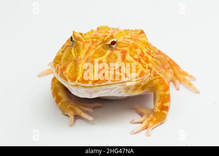 PAC Mann Frosch Albino Erdbeere isoliert auf weißem Hintergrund Stockfoto