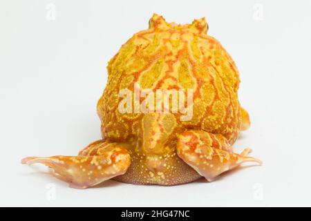 PAC Mann Frosch Albino Erdbeere isoliert auf weißem Hintergrund Stockfoto