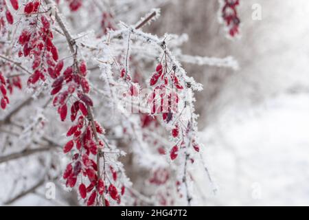 Nahaufnahme von Zweigen mit Berberbeeren bedeckt mit Frost mit verschwommenen Ästen und Schnee im Hintergrund am Tag. Sammeln gesunder Beeren im Winter Stockfoto