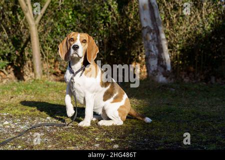 Beagle Hund sitzt draußen auf der sonnigen Fläche im Garten Stockfoto