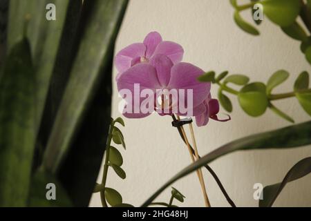 Lila Orchidee ist zwischen grüner Pflanze und vor weißem Hintergrund Stockfoto