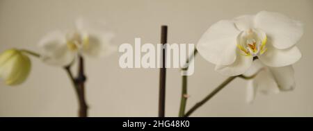 Weiße Orchidee liegt zwischen grüner Pflanze und vor weißem Hintergrund Stockfoto