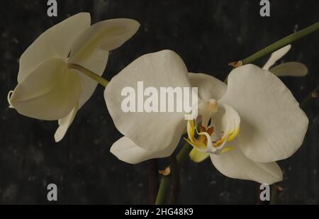 Weiße Orchidee liegt zwischen grüner Pflanze und vor schwarzem Hintergrund Stockfoto