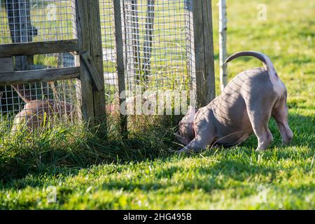 American Bully Welpen Hunde spielen in Bewegung draußen. Mittelgroßer Hund mit muskulösem Körper Stockfoto