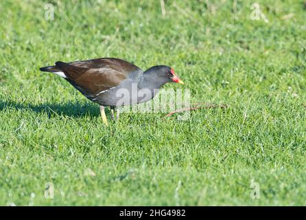 Moorhen (Gallinula chloropus) adulter Vogel, der auf offener Weide füttert Stockfoto