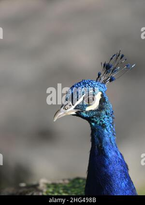 Indian Peacock (Rüde Peafowl - Pavo cristatus) in Holland Park, London, Großbritannien Stockfoto
