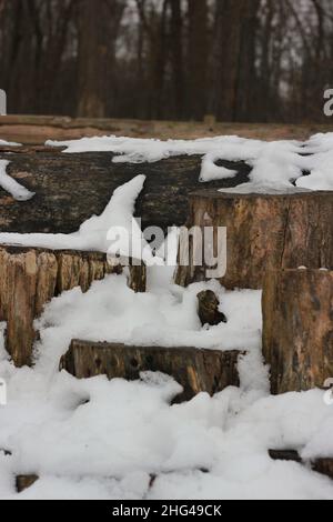 Ein kalter Wintertag in der Wildnis. Stockfoto