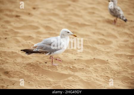 Titel: Eine isolierte Möwe am Strand mit Kopierplatz Stockfoto