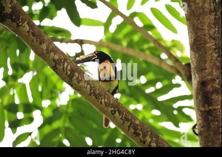 Aracari Toucan sitzt auf einem Ast. Stockfoto