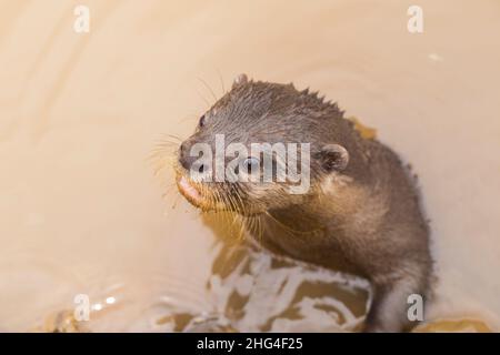 Asiatischer Kleinklatschotter, auch bekannt als orientalischer Kleinklatschotter Stockfoto