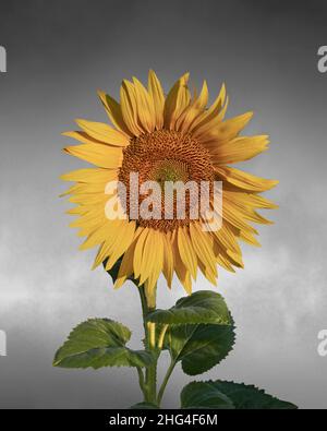 Einfach blühender Sonnenblumenkopf (Helianthus Annus). Gelbe Sonnenblume vor grauem Hintergrund ausgeschnitten Stockfoto