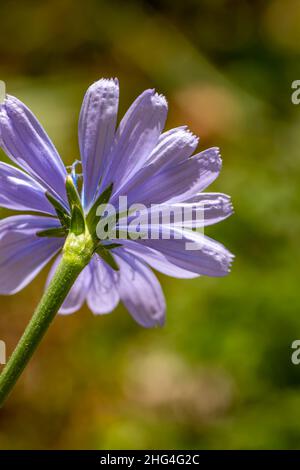 Cichorium intybus Blume wächst auf der Wiese, aus der Nähe Stockfoto