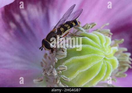 Nahaufnahme einer Schwebefliege, die auf dem Nektar einer Opium-Mohn-Flowe schmallt Stockfoto