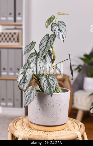 Exotische Zimmerpflanze „Philodendron Brandtianum“ mit silbernem Muster auf Blättern im Blumentopf auf dem Tisch im Wohnzimmer Stockfoto