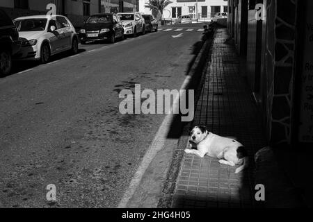 Schwarz-weißer Hund in Sonnenflecken auf dem Fußweg in einer Seitenstraße in Playa San Juan, Teneriffa, Kanarische Inseln, Spanien Stockfoto