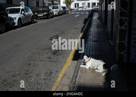 Schwarz-weißer Hund in Sonnenflecken auf dem Fußweg in einer Seitenstraße in Playa San Juan, Teneriffa, Kanarische Inseln, Spanien Stockfoto