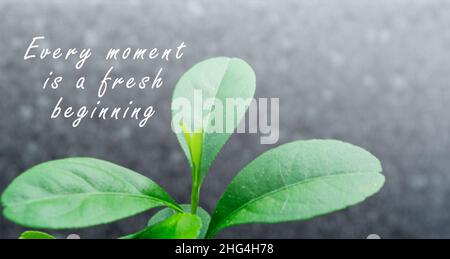 Motivierendes und inspirierendes Zitat über den verschwommenen Hintergrund der grünen Pflanze – jeder Moment ist ein frischer Anfang. Stockfoto