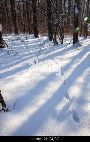 Tier tritt Fußabdrücke im Schnee. Sonne leuchtet zwischen Bäumen und macht Schatten auf dem Schnee. Hochwertige Fotos Stockfoto