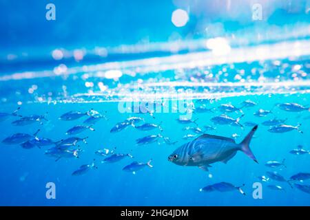 Schule zum Schwimmen und Füttern von Caesio suevica-Fischen in der Wasseroberfläche des Roten Meeres. Unterwasserfotografie, Tauchen und Schnorcheln im Hintergrund Stockfoto