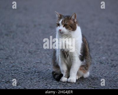 London, Großbritannien. 18th Januar 2022. Offizieller Chef Mouser des Kabinettsbüros Larry the Cat streift um die Downing Street. Quelle: Uwe Deffner/Alamy Live News Stockfoto