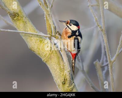 Buntspecht, Dendrocopos major, Männchen mit roten Markierungen am Hals, an einem kalten Wintertag auf einem Ast sitzend, Rheinland, Deutschland Stockfoto