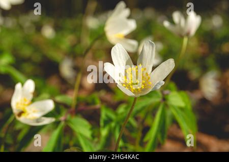 Weiße Frühlingsblume der Holzanemone, Apriltag Stockfoto