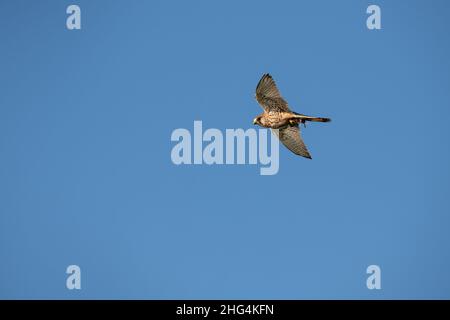 Ein junger Wanderfalke, Falco peregrinus, trägt seine Beute im Flug Stockfoto