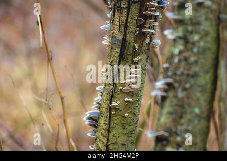 Baumstamm mit vielen Pilzen, Herbstansicht Stockfoto