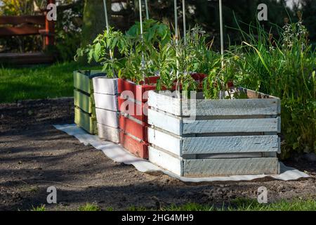 Kirschtomaten Sämlinge in Holzkisten gepflanzt, Frühling Garten Blick Stockfoto