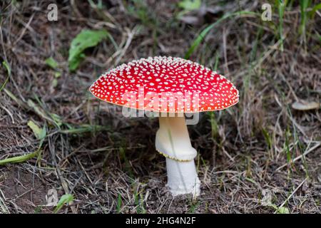 Nahaufnahme eines isolierten Pilz-Toadstockels Stockfoto