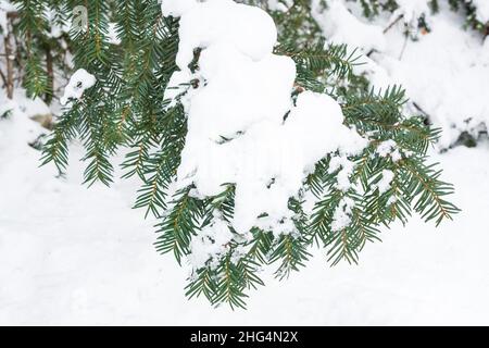 Der Taxus baccata-Baum verzweigt sich unter Schnee Stockfoto